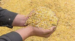 Mais-Kolben-Silage (MKS) -